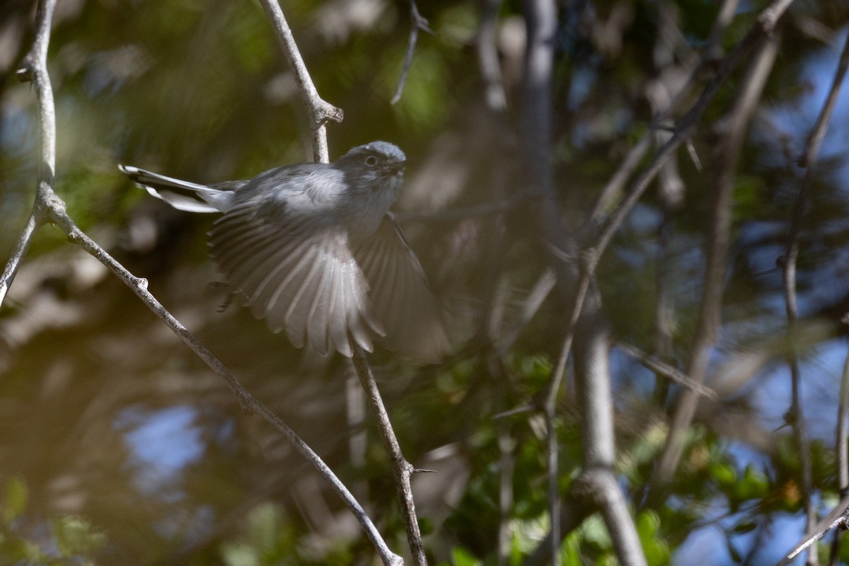 Blaumückenfänger - ML644379511