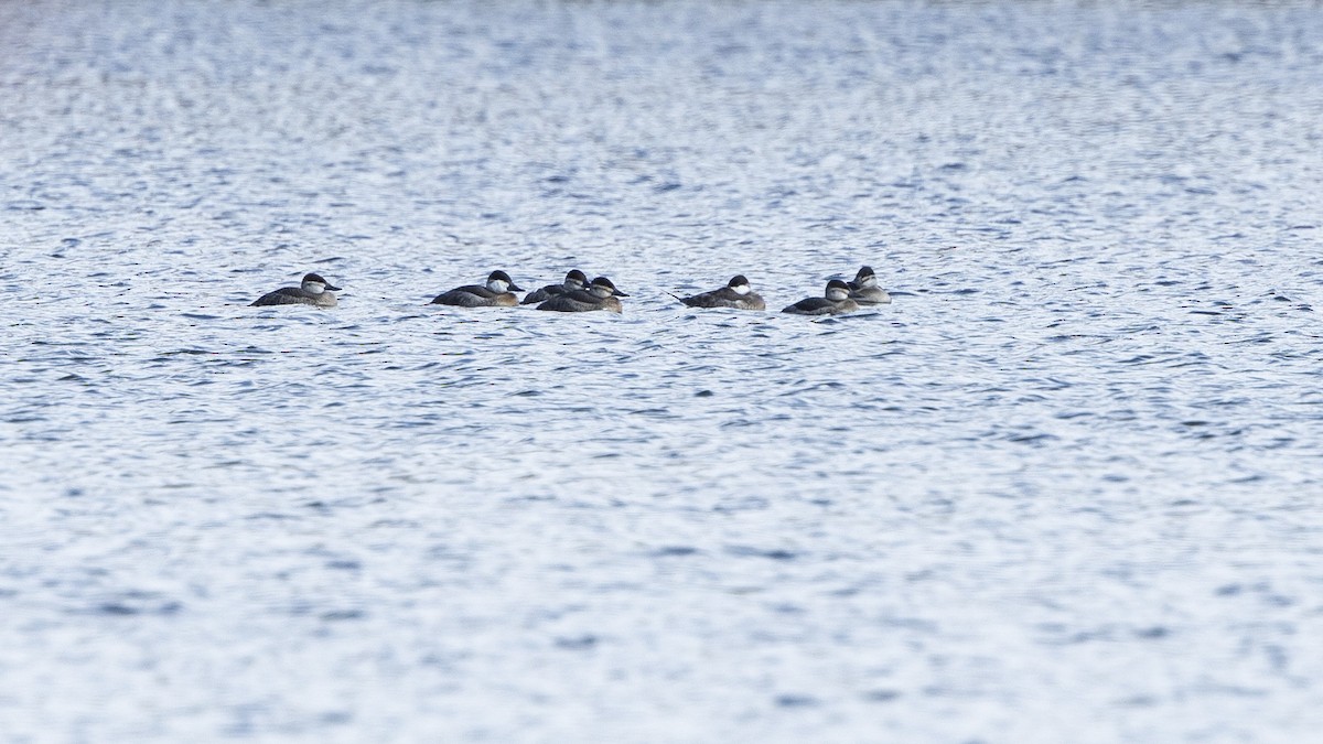 Савка американська - ML644379512