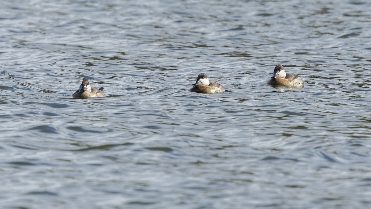 Савка американська - ML644379517