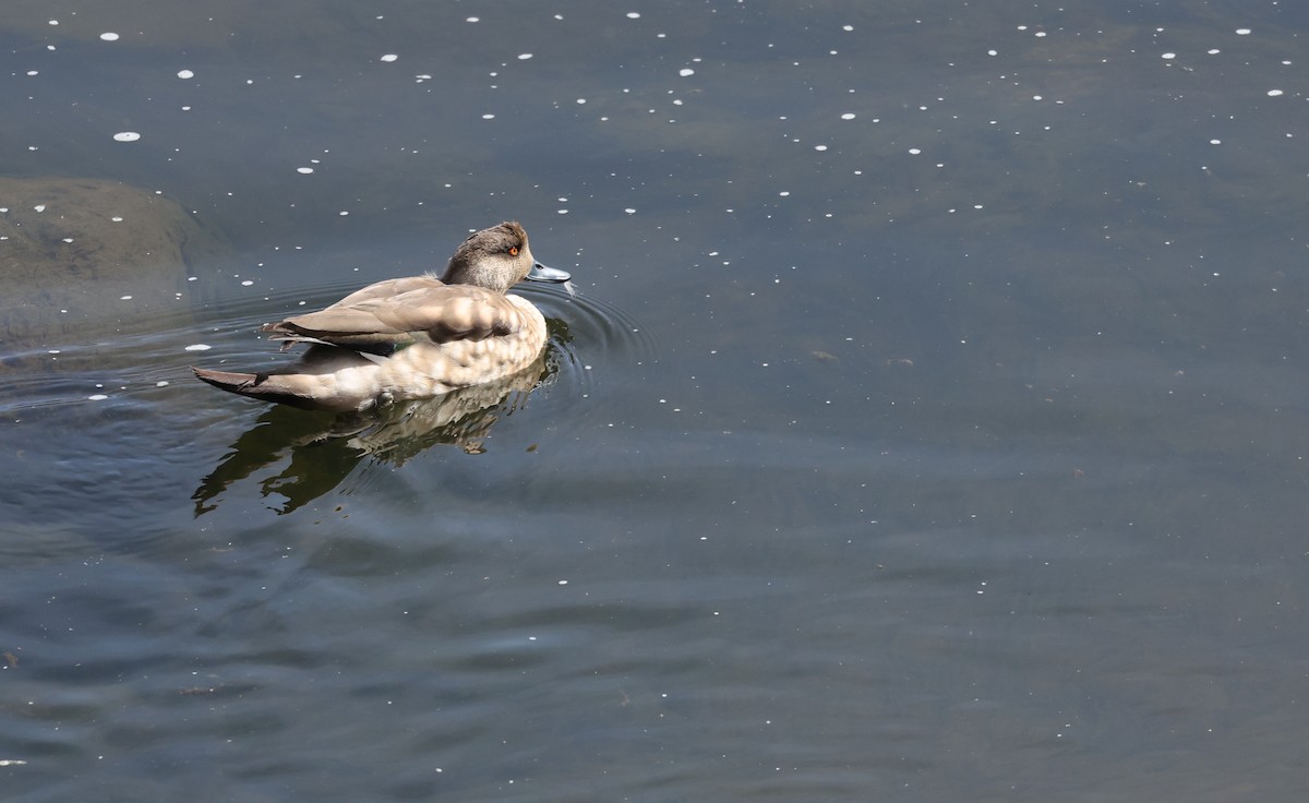 カンムリガモ - ML644379519