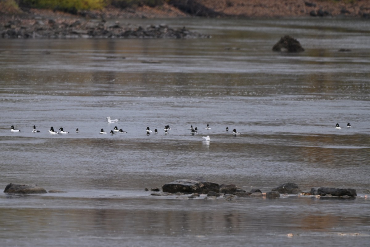 Гоголь - ML644379521