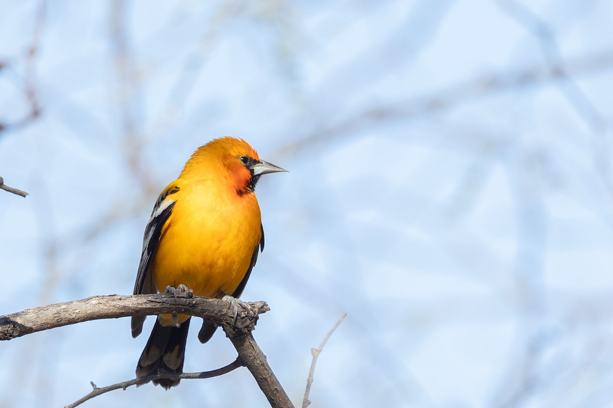 Piroltrupial - ML644379527