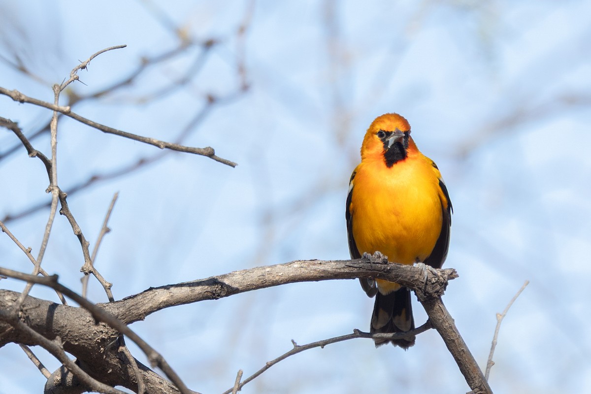 Piroltrupial - ML644379528