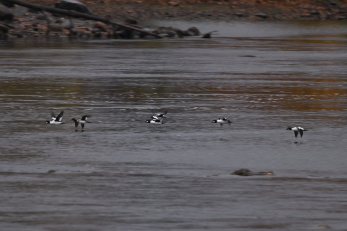 Гоголь - ML644379534