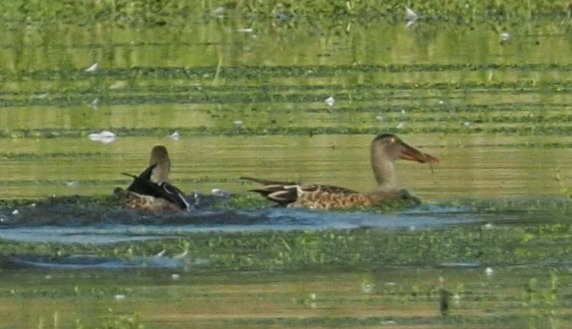 Northern Shoveler - ML644379542