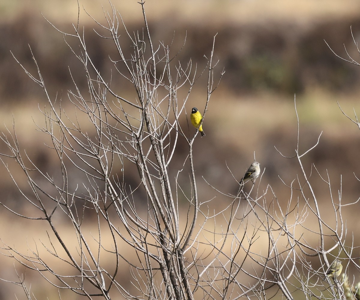 čížek jihoamerický - ML644379543