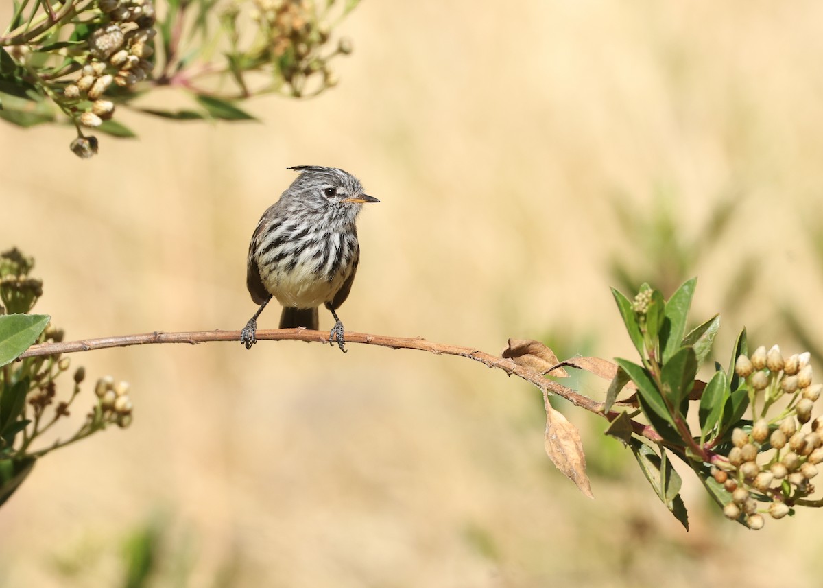 Yellow-billed Tit-Tyrant - ML644379545