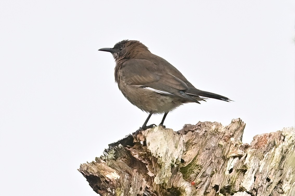 マダガスカルムクドリ - ML644379546