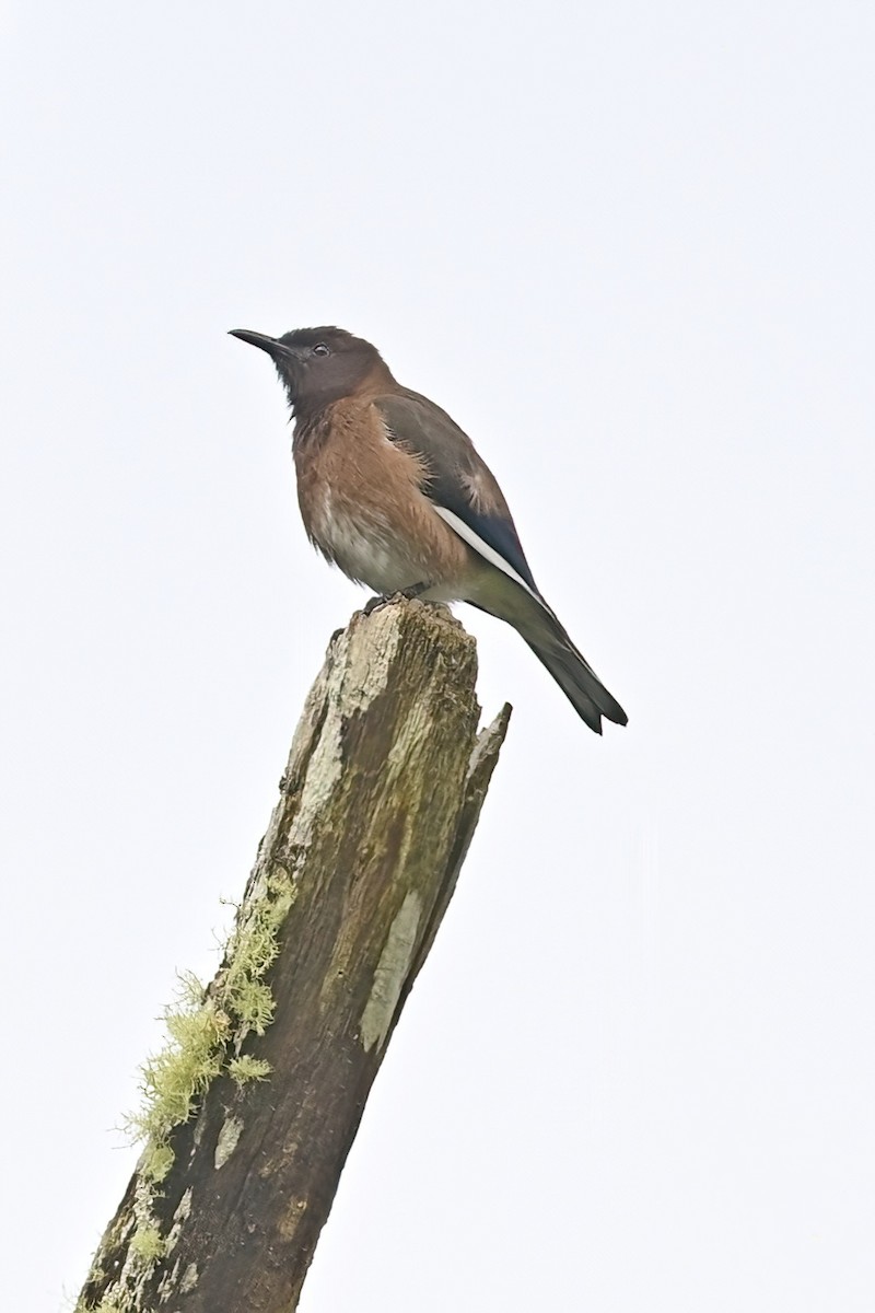 マダガスカルムクドリ - ML644379547