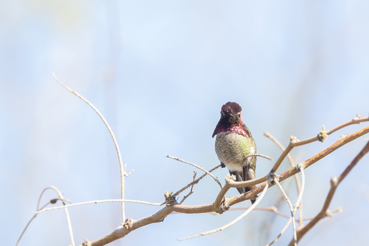 Annakolibri - ML644379565