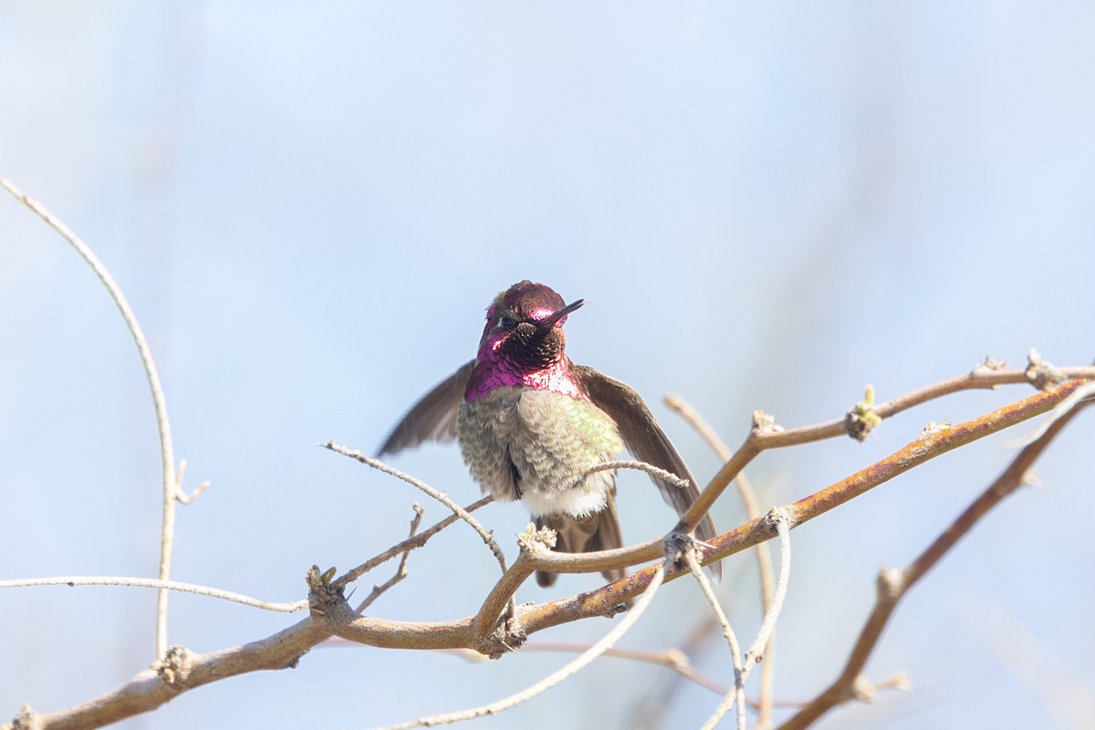 Annakolibri - ML644379566