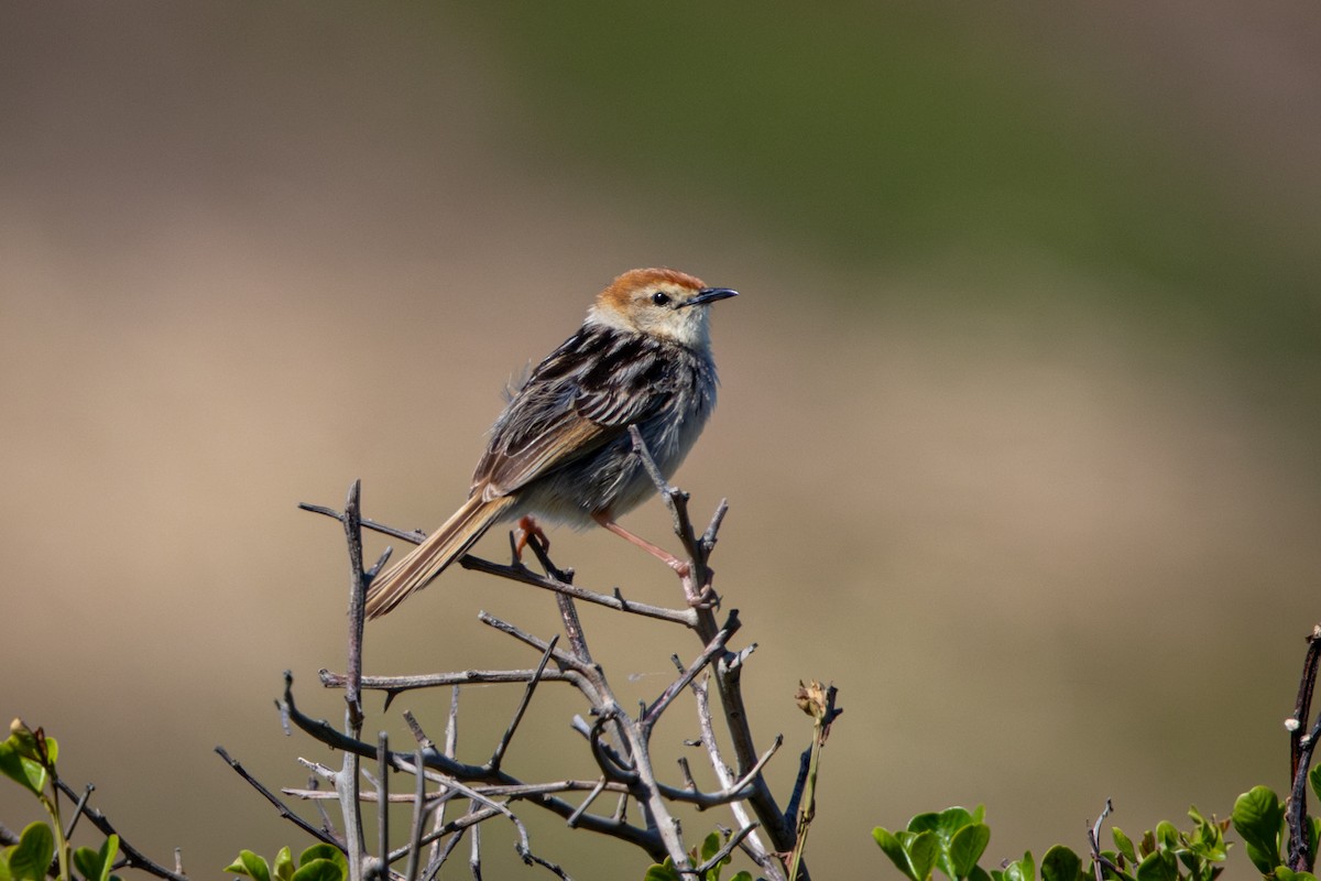 Levaillant's Cisticola - ML644379569