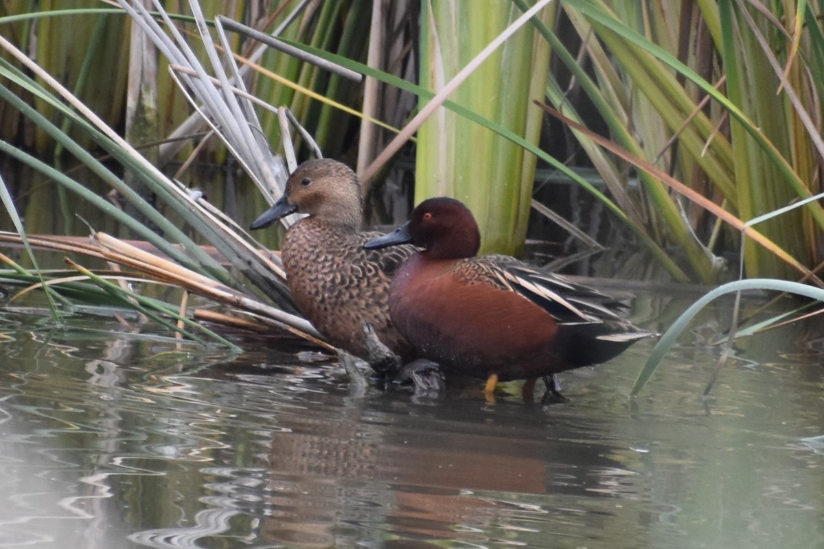 Cinnamon Teal - ML644379584
