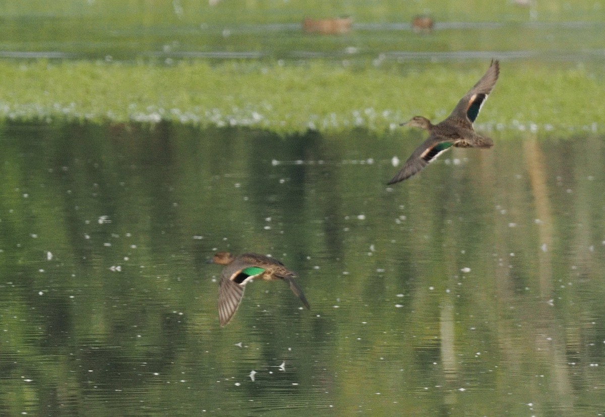 Green-winged Teal (American) - ML644379585