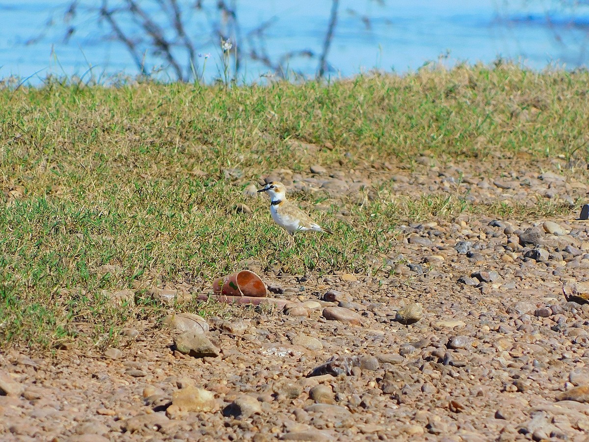 Collared Plover - ML644379597