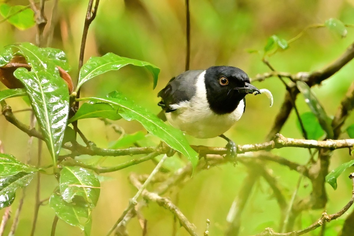 マダガスカルヒヨドリ - ML644379603