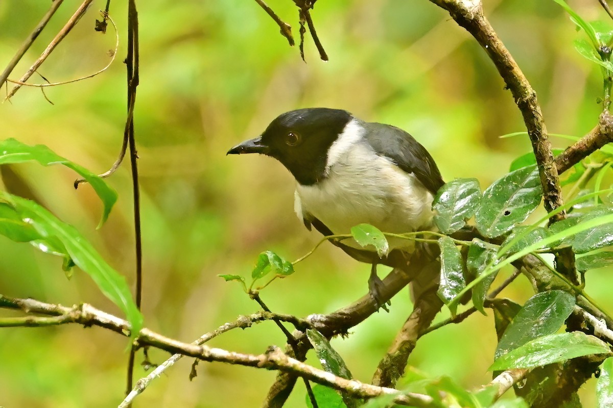 マダガスカルヒヨドリ - ML644379604