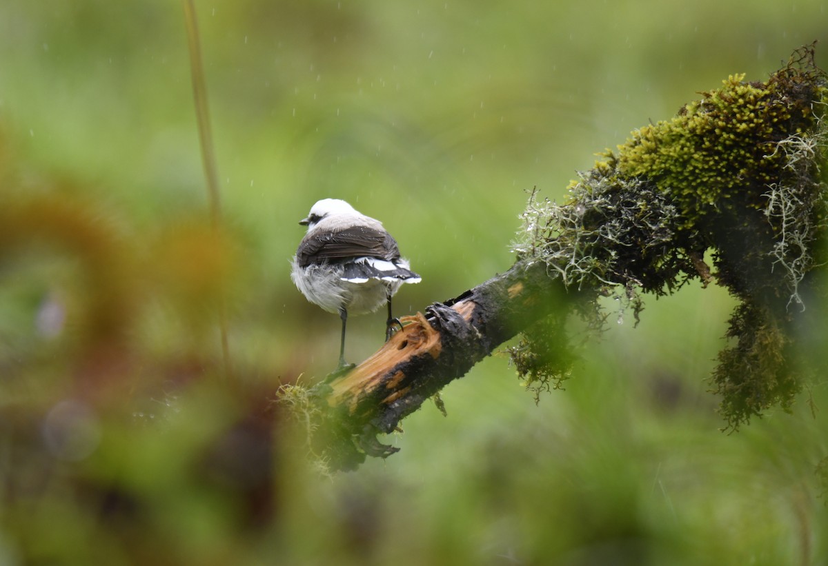 Masked Water-Tyrant - ML644379605