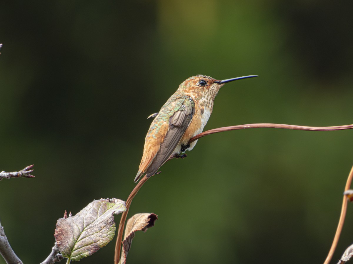 Rufous Hummingbird - ML644379606