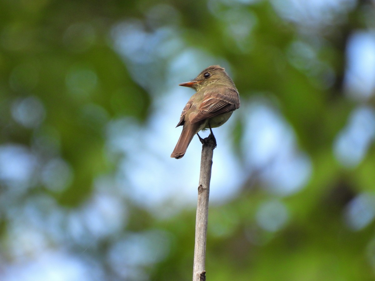 Eastern Wood-Pewee - ML644379607