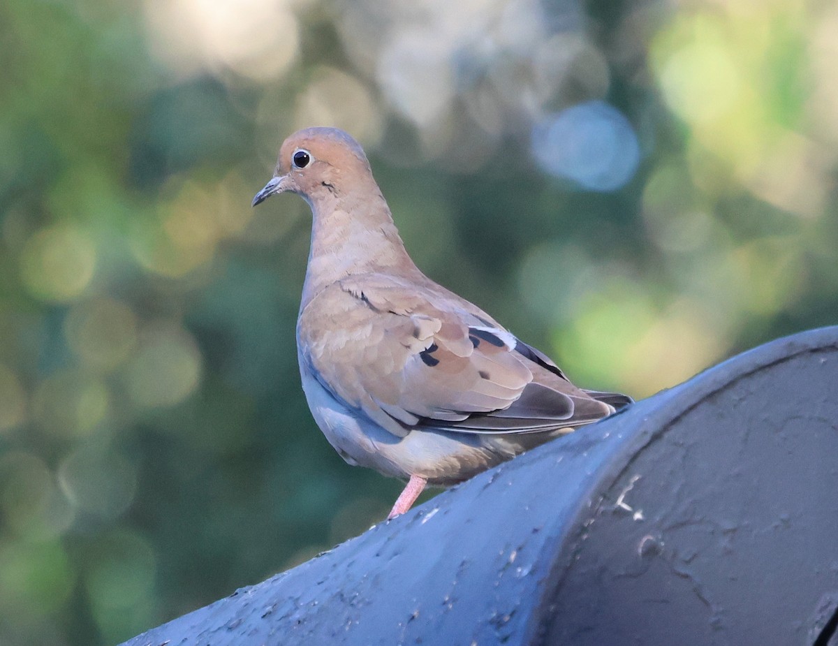 Zenaida Huilota - ML644379624