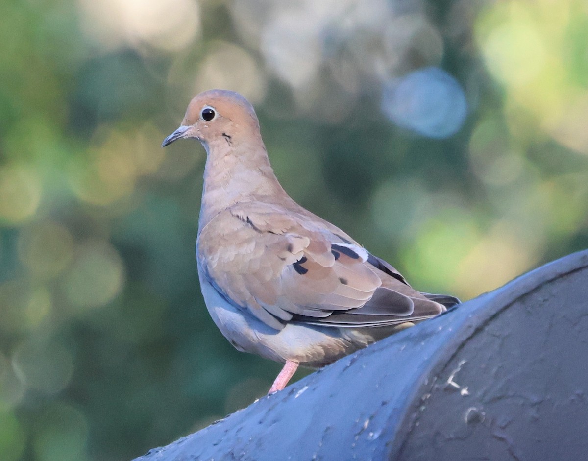 Zenaida Huilota - ML644379625