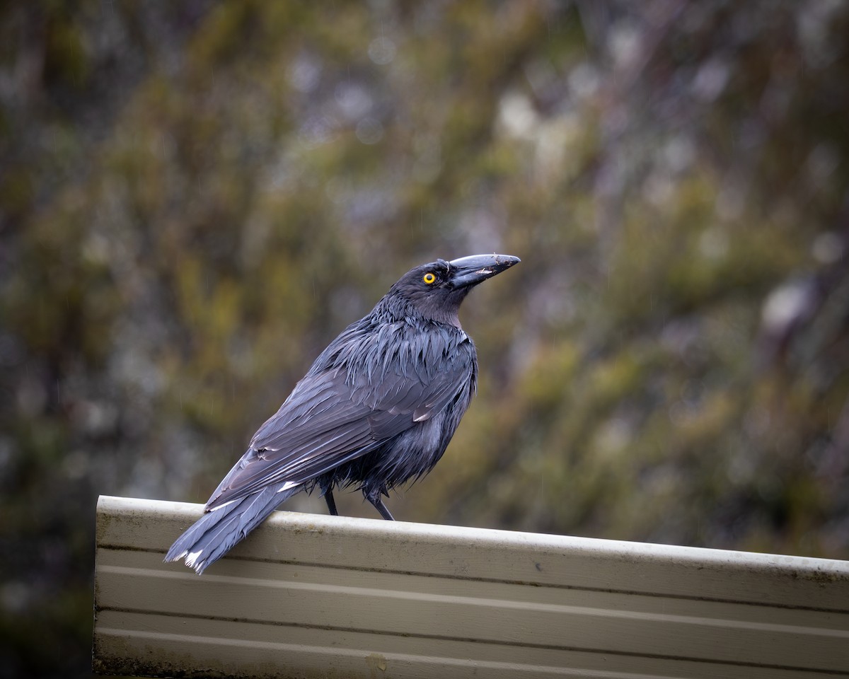 クロフエガラス - ML644379639