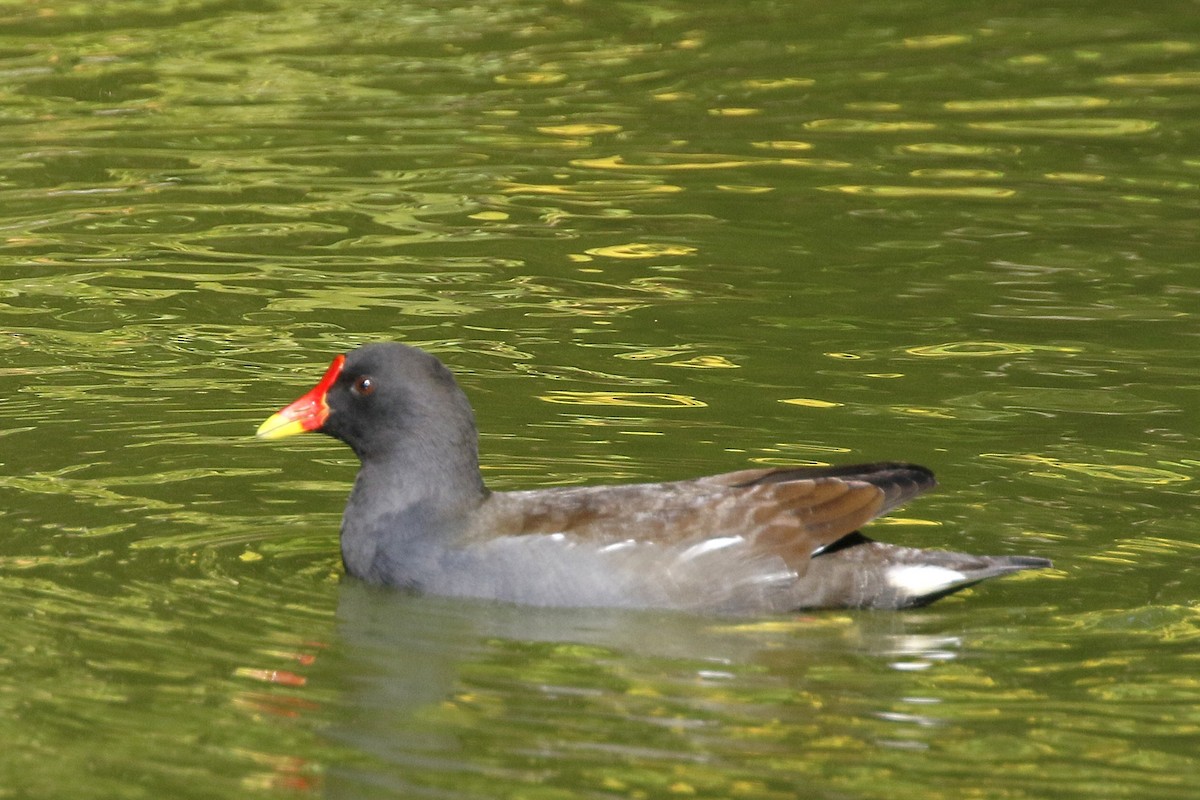 sivhøne - ML644379660