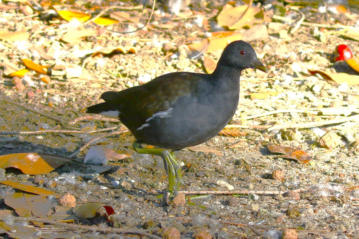 sivhøne - ML644379661