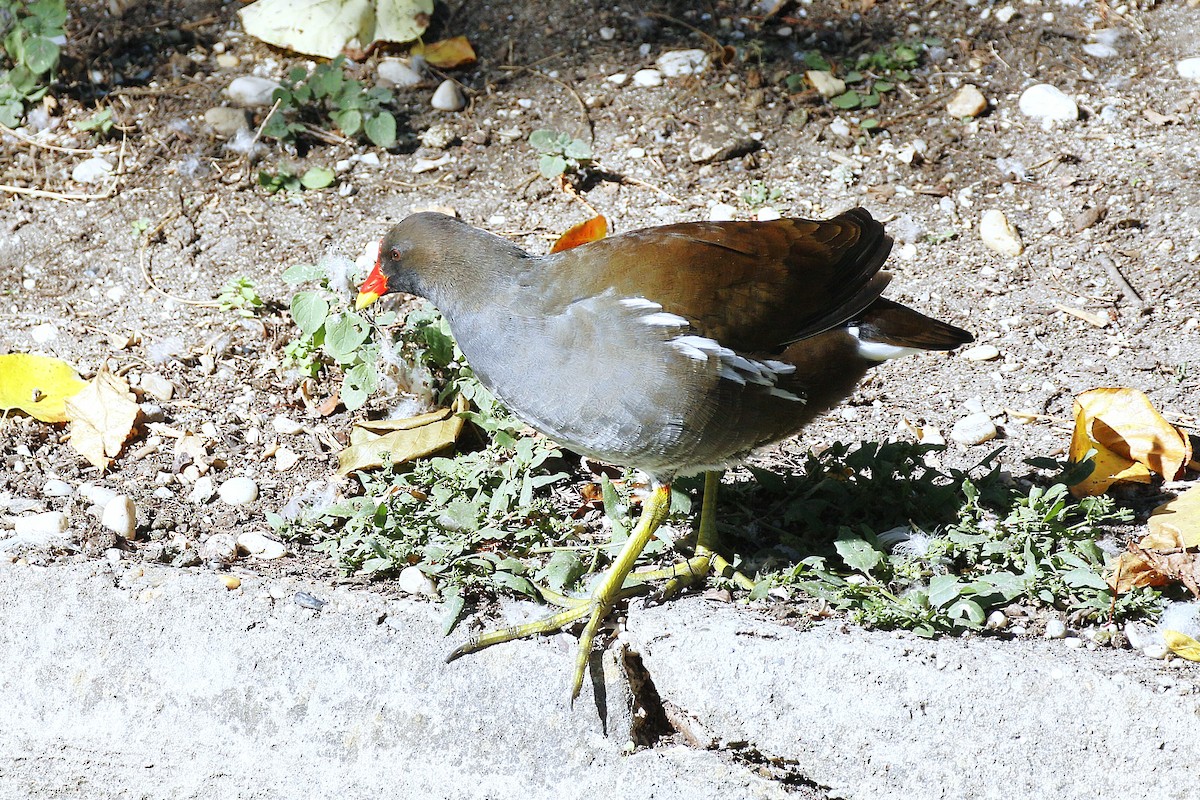 sivhøne - ML644379663