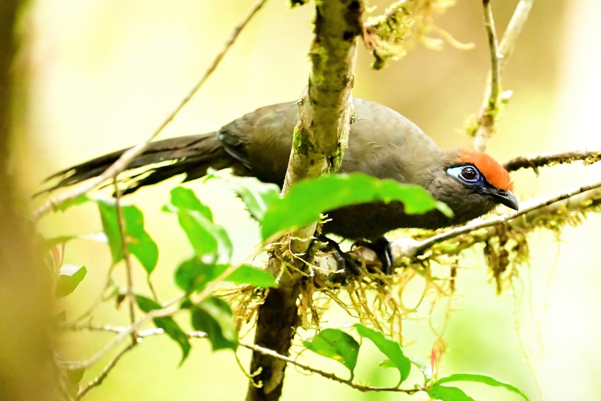 アカビタイジカッコウ - ML644379665