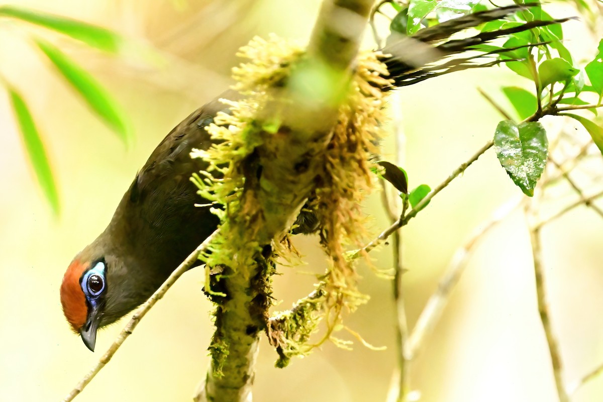 アカビタイジカッコウ - ML644379666