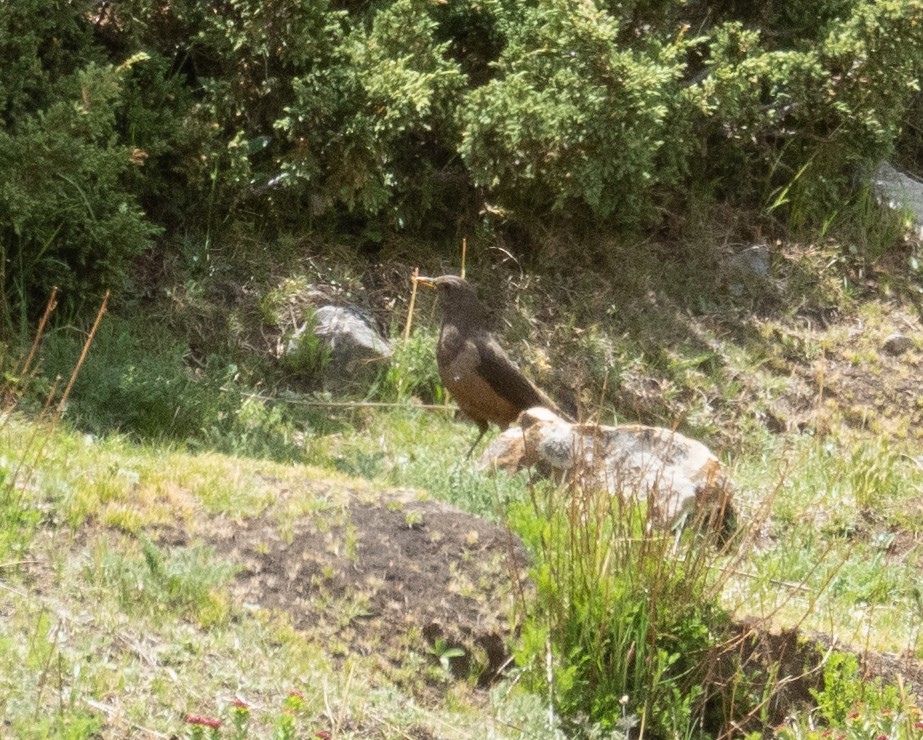 rododendrontrost - ML644379667