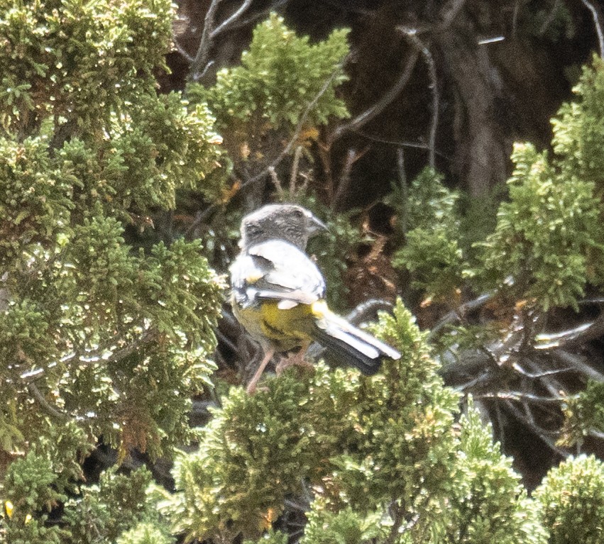 White-winged Grosbeak - ML644379668