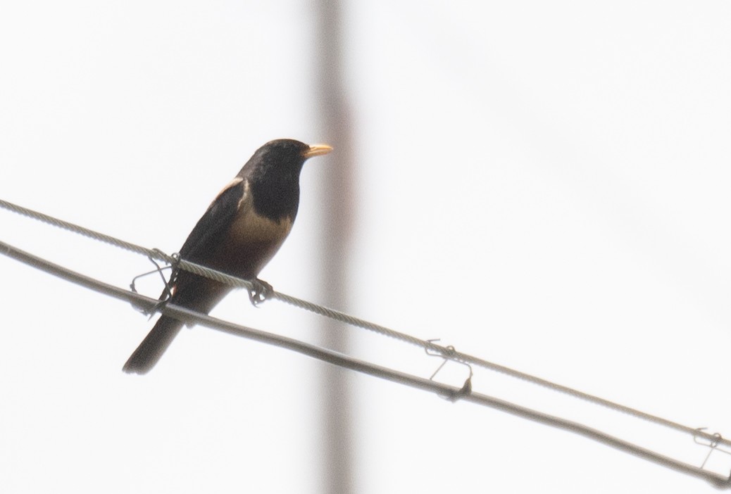 rododendrontrost - ML644379671