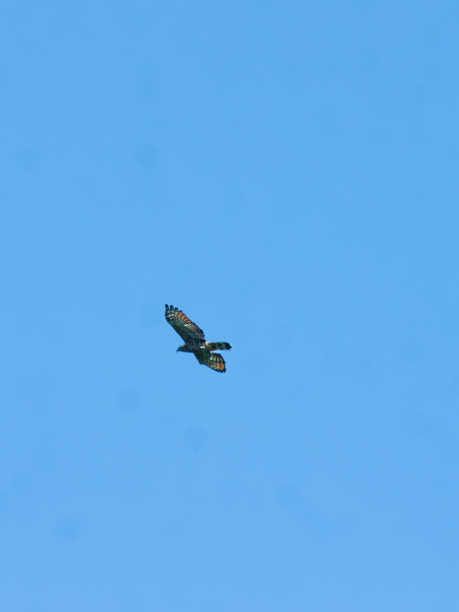 Hook-billed Kite - ML644379676