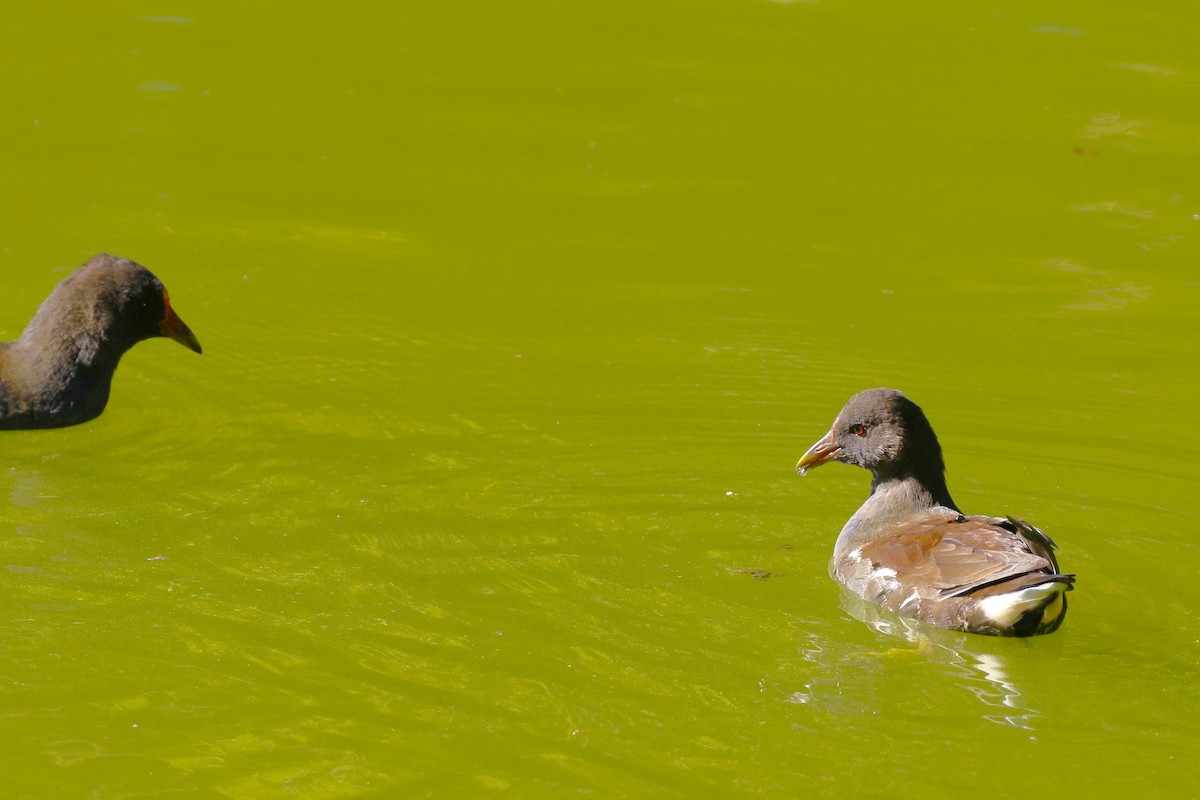 sivhøne - ML644379682