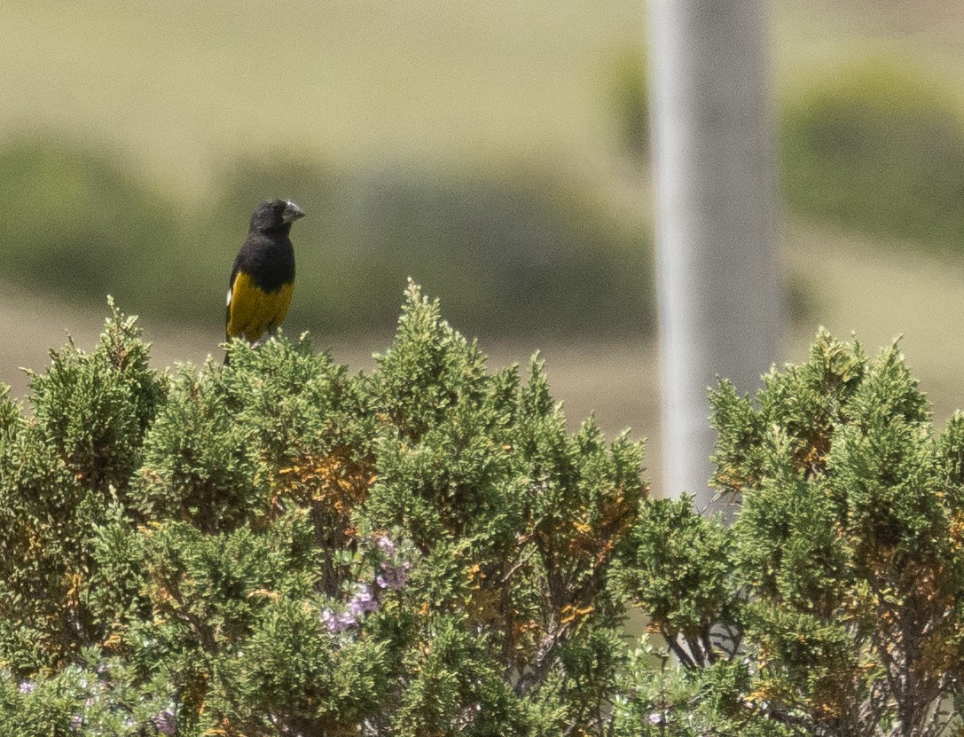 White-winged Grosbeak - ML644379683