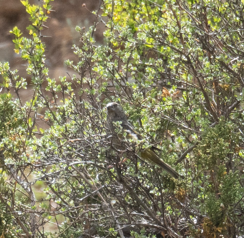White-winged Grosbeak - ML644379684