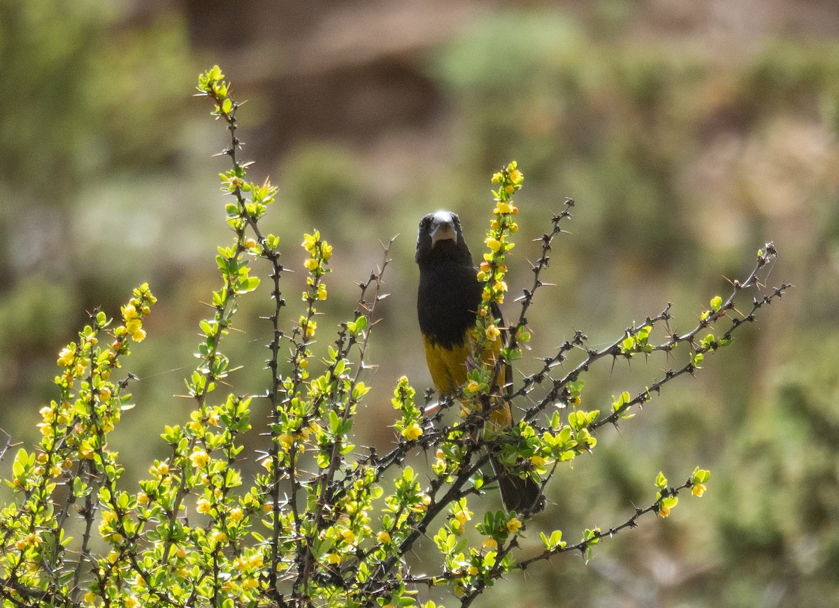 White-winged Grosbeak - ML644379685
