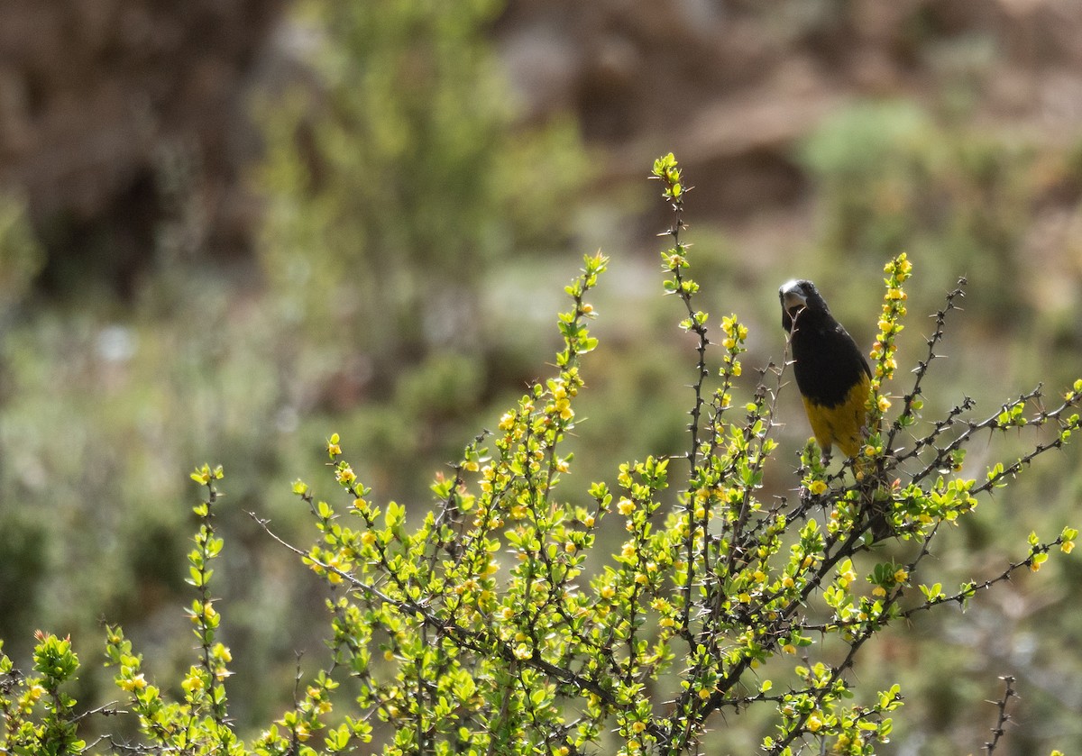 White-winged Grosbeak - ML644379686