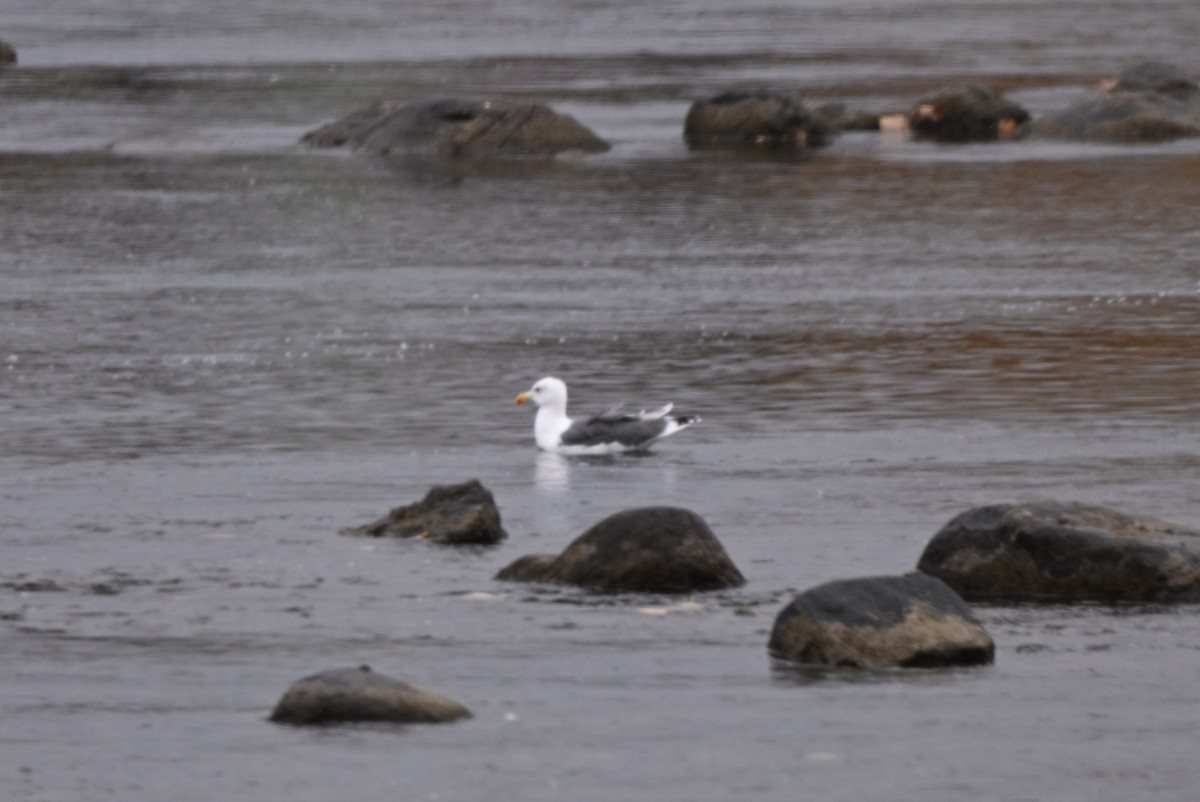 Great Black-backed Gull - ML644379688