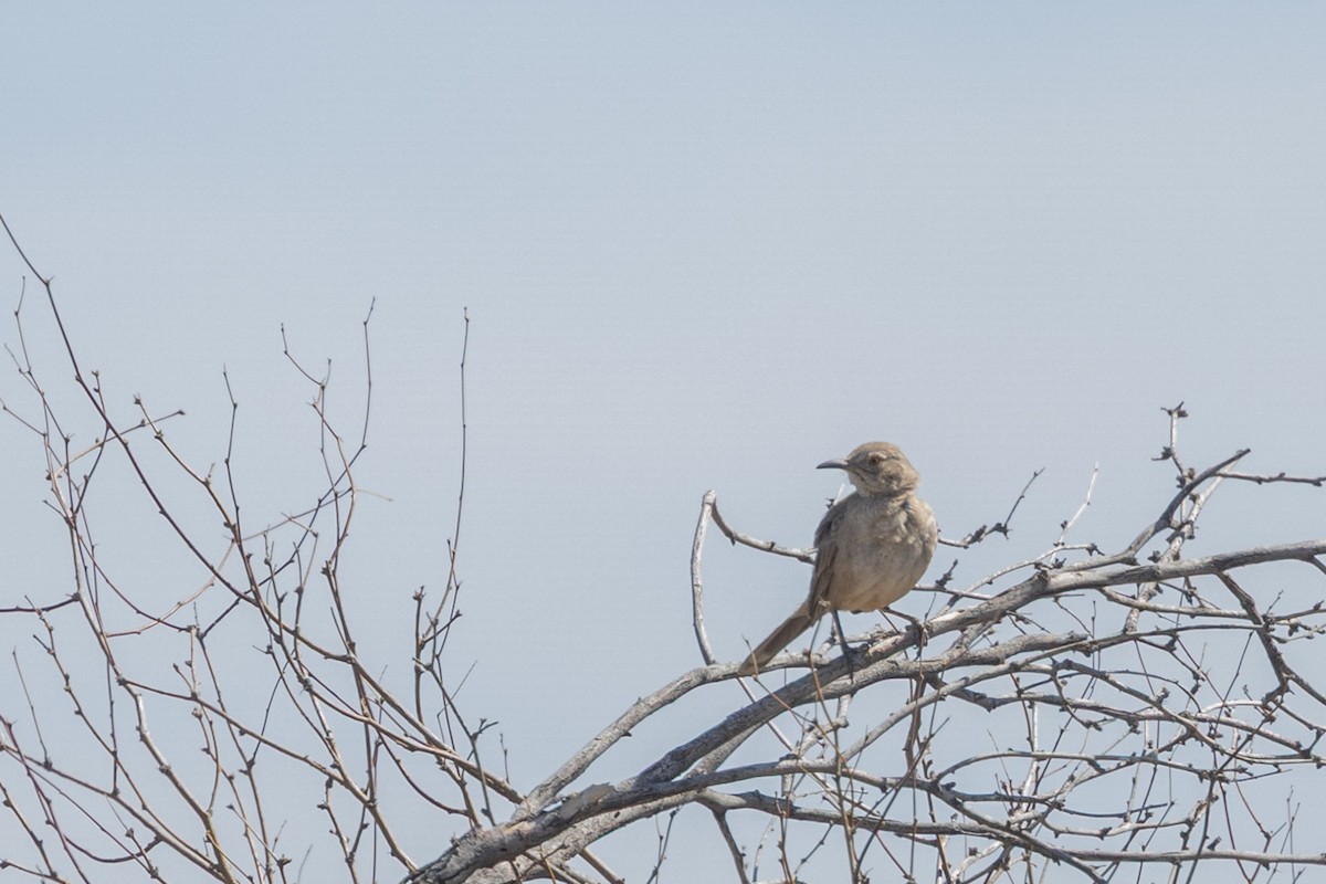 Bendire's Thrasher - ML644379690