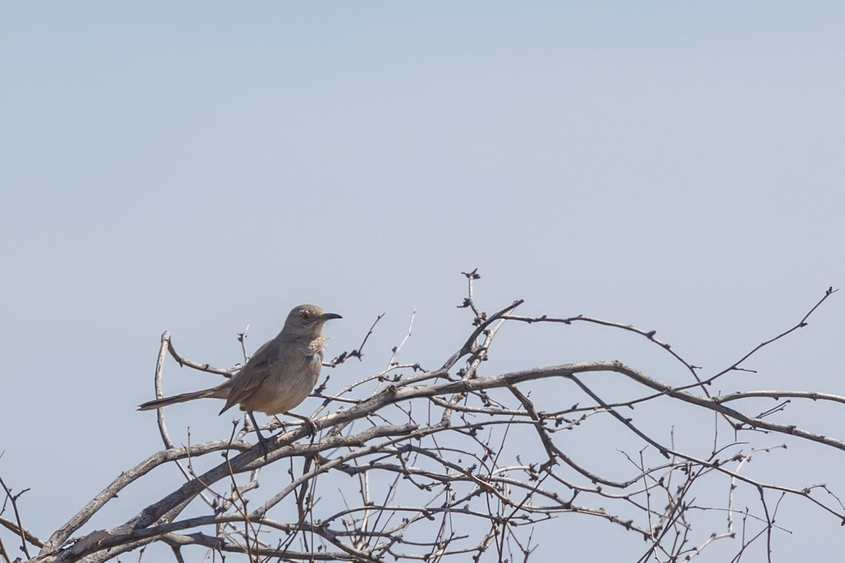Bendire's Thrasher - ML644379691