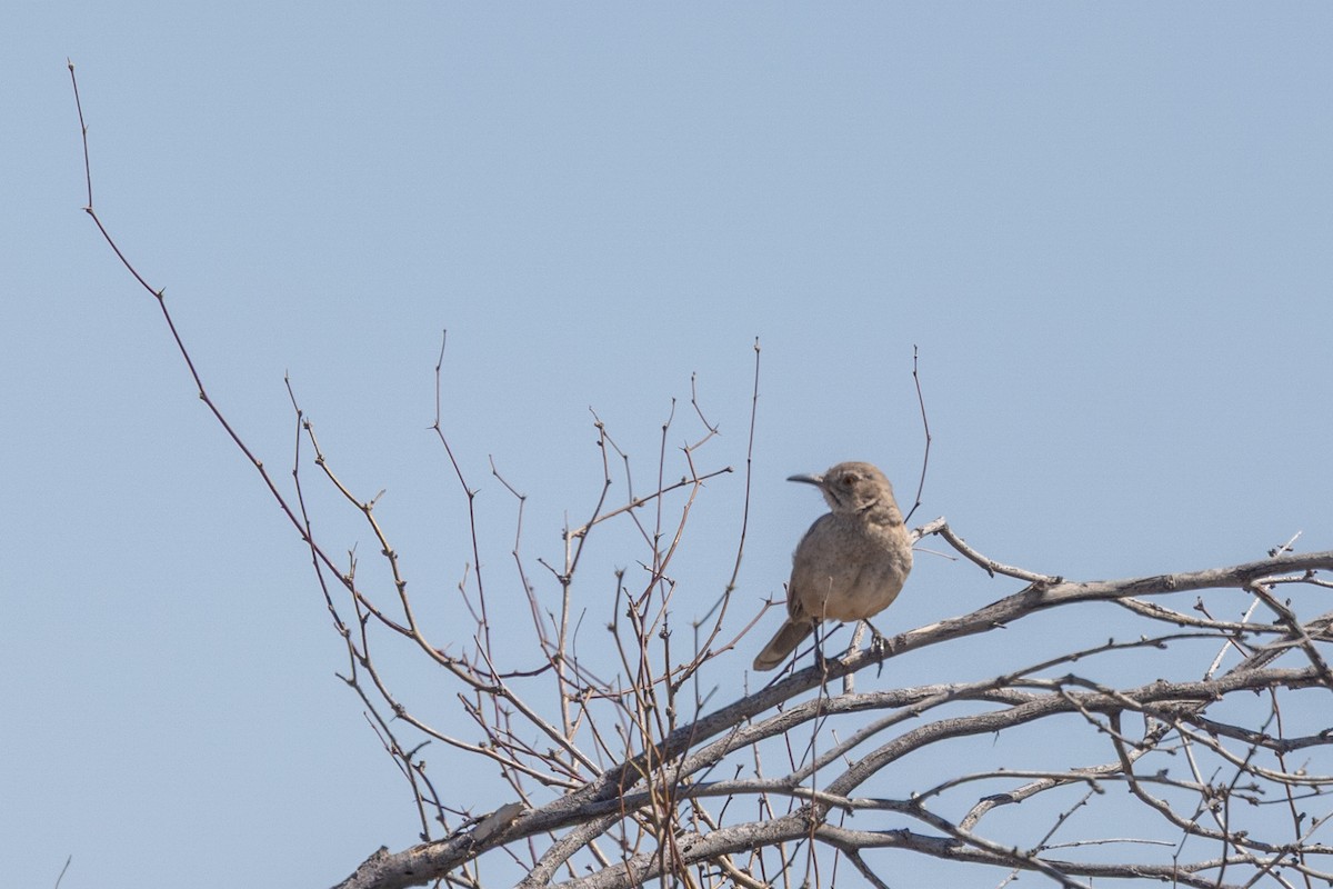 Bendire's Thrasher - ML644379692