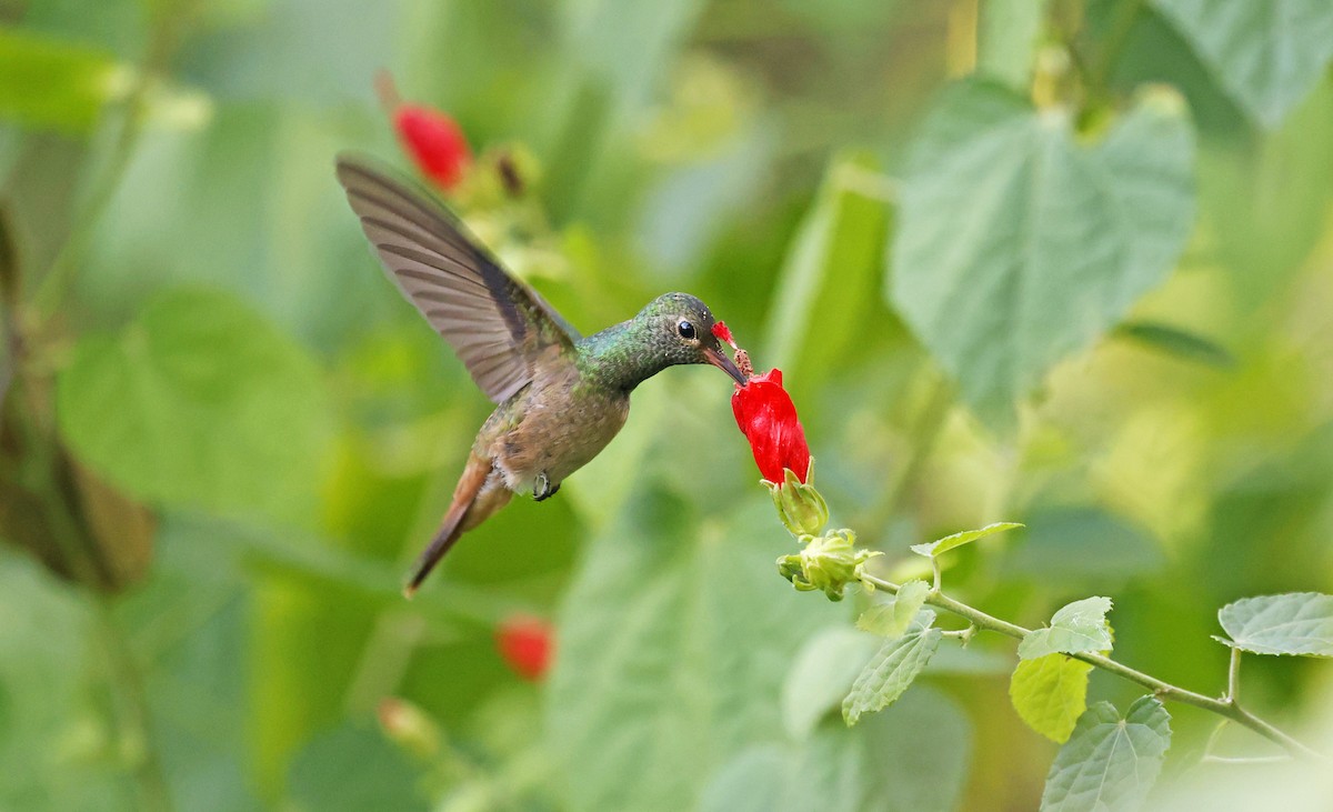 yucatánkolibri - ML644379706