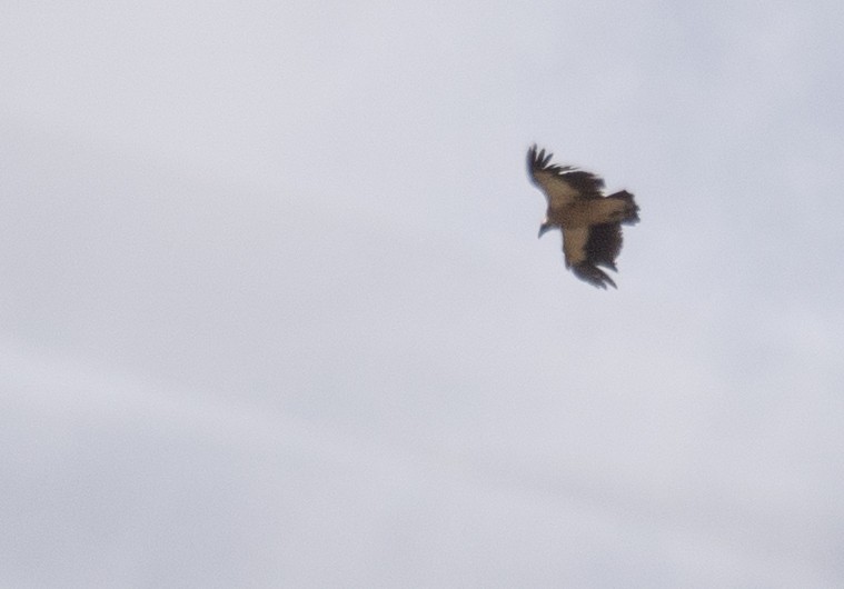 Vautour de l'Himalaya - ML644379709