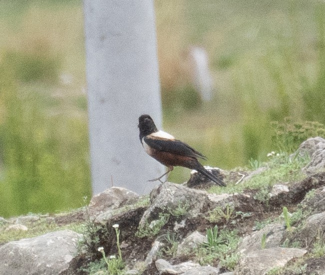 rododendrontrost - ML644379711