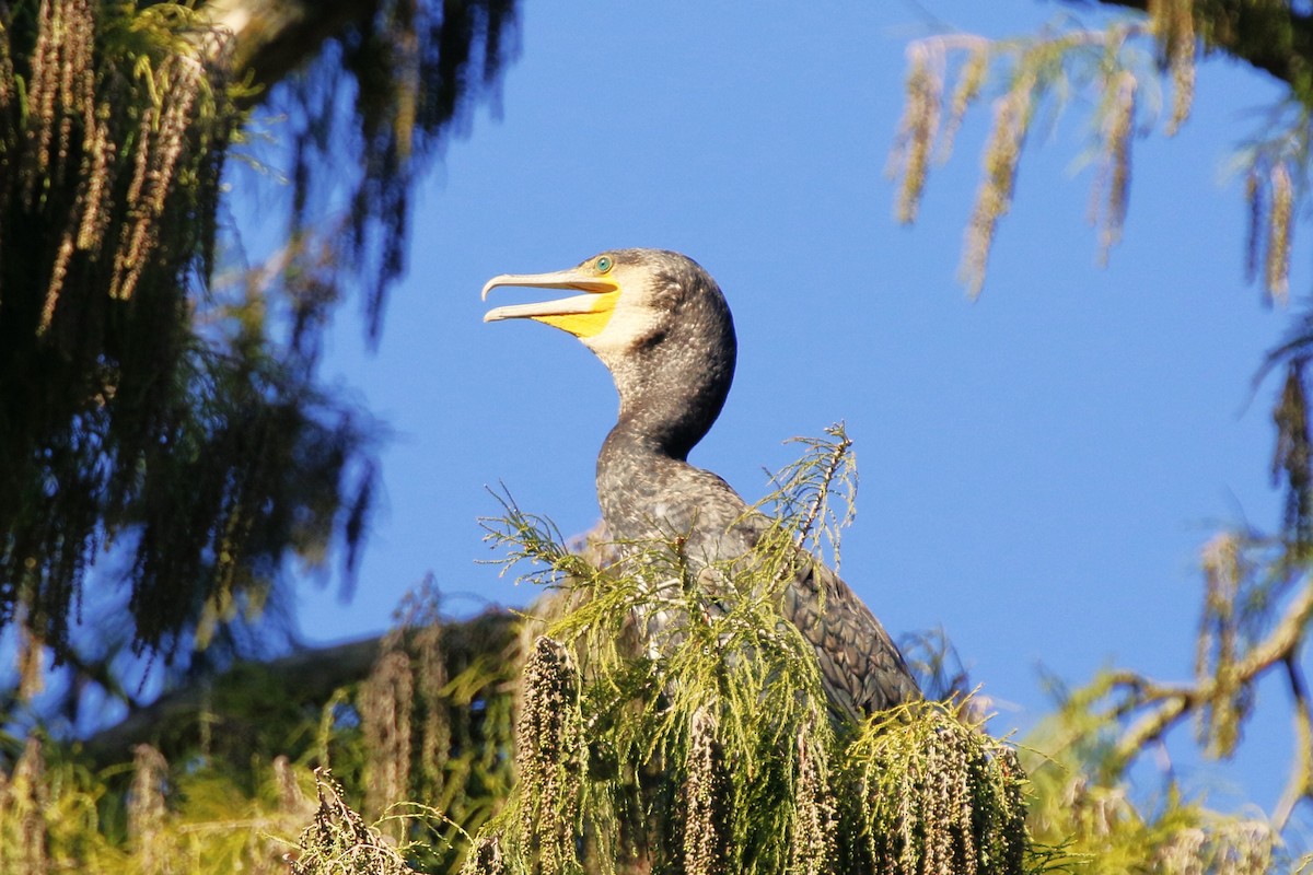 storskarv - ML644379713