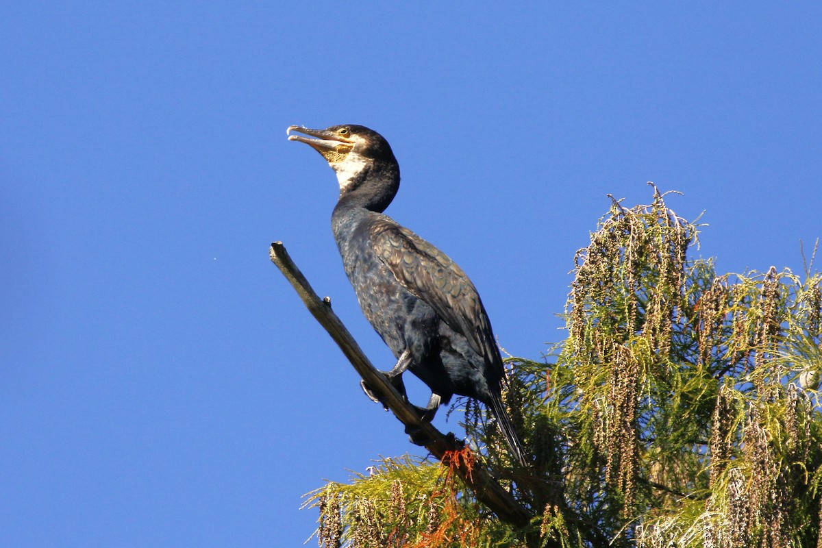 storskarv - ML644379715